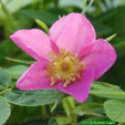 Wildrose