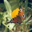 Schmetterling