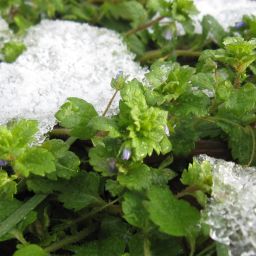 Wildkräuter-Winter